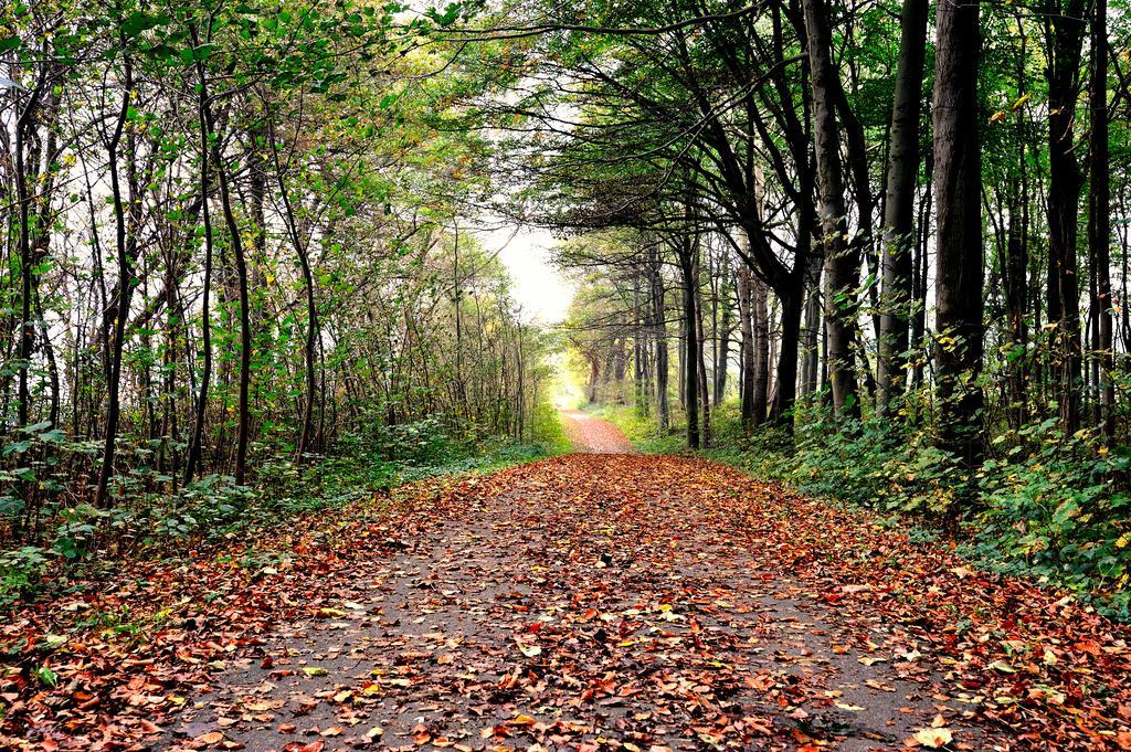 Schlossgut Groß Schwansee Exteriör bild A forest in the autumn
